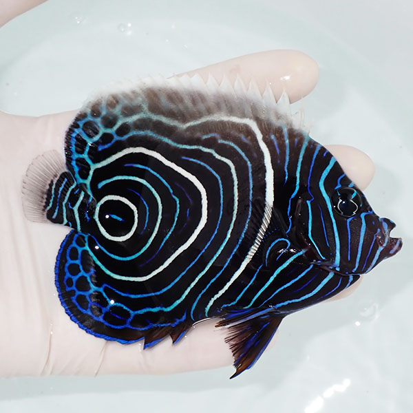 【現物】ウズマキ 12cm± ! 海水魚 ヤッコ 15時までのご注文で当日発送(t111