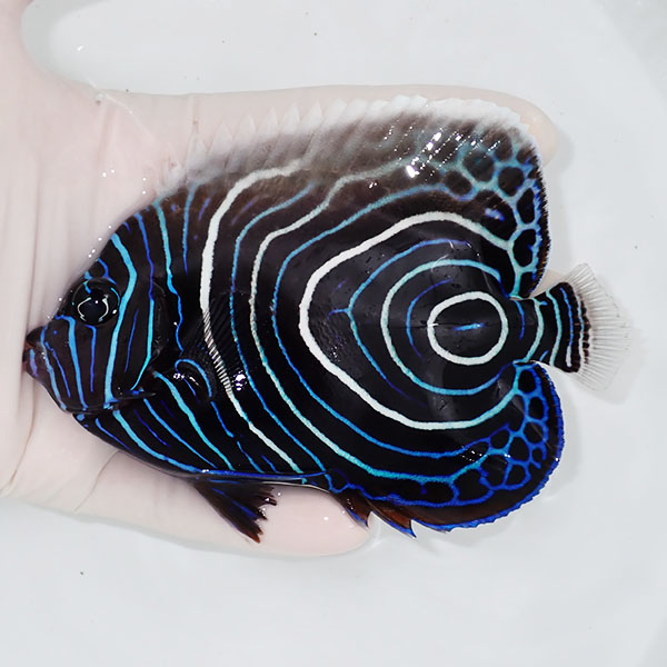 【現物】ウズマキ 12cm± ! 海水魚 ヤッコ 15時までのご注文で当日発送(t111