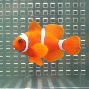 スパインチークアネモネ【1匹】! 海水魚 クマノミ 餌付け 【PHセール対象】(t115