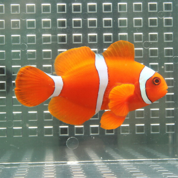 スパインチークアネモネ【1匹】! 海水魚 クマノミ 餌付け 【PHセール対象】(t115