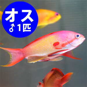 インドキンギョハナダイ オス 7-9cm±!海水魚 ハナダイ 15時までのご注文で当日発送(t118