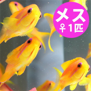 インドキンギョハナダイ メス 5-7cm±! 海水魚 ハナダイ!15時までのご注文で当日発送(t118
