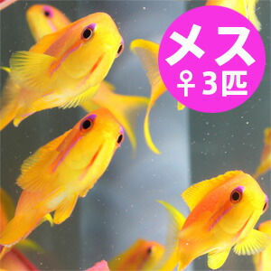 インドキンギョハナダイ メス 3匹セット 5-7cm± !海水魚 ハナダイ15時までのご注文で当日発送(t118