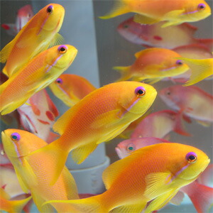 インドキンギョハナダイ メス 7-9cm± !海水魚 ハナダイ 15時までのご注文で当日発送(t118