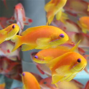 インドキンギョハナダイ メス 7-9cm± !海水魚 ハナダイ 15時までのご注文で当日発送(t118