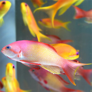 インドキンギョハナダイ オス 5匹セット 7-9cm±  !ハナダイ15時までのご注文で当日発送(t118