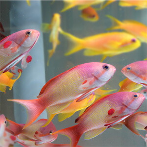 インドキンギョハナダイ オス 5匹セット 7-9cm±  !ハナダイ15時までのご注文で当日発送(t118