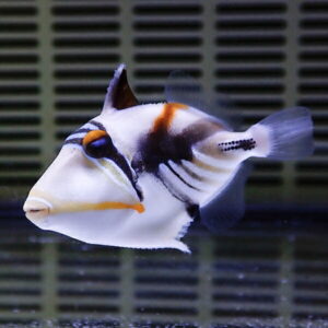 ムラサメモンガラ 4-6cm±!  ハギ 海水魚 !15時までのご注文で当日発送(t119