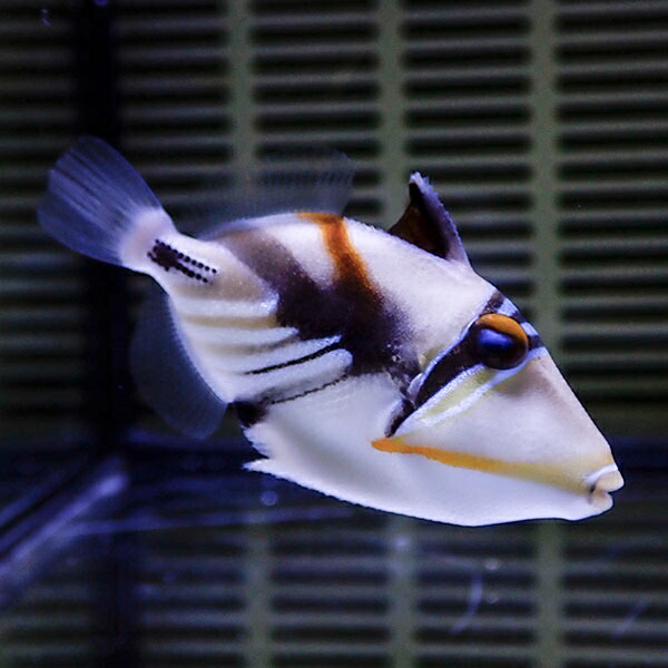 ムラサメモンガラ 4-6cm±!  ハギ 海水魚 !15時までのご注文で当日発送(t119