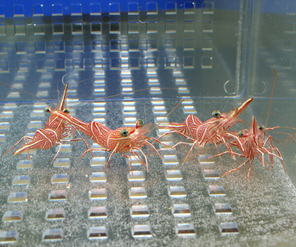 キャメルシュリンプ 【1匹】 !15時までのご注文で当日発送 海水魚(t129