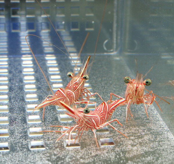 キャメルシュリンプ 【5匹】 !15時までのご注文で当日発送 海水魚(t129