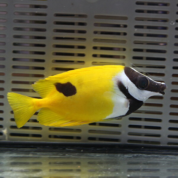 ★ヒフキアイゴ 10-12cm±! 海水魚 アイゴ (t119