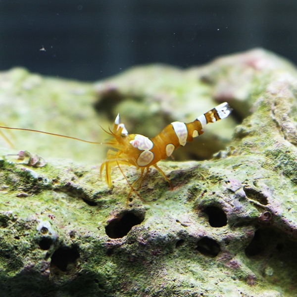 イソギンチャクモエビ 【10匹】 1-2cm±!【15時までのご注文で当日発送】海水魚 (t129