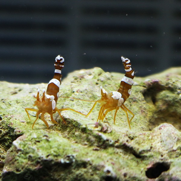 イソギンチャクモエビ 【10匹】 1-2cm±!【15時までのご注文で当日発送】海水魚 (t129