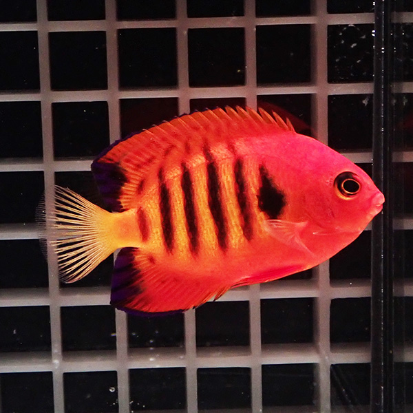 【クリスマス産】フレームエンゼル 6-8cm± ! ヤッコ 海水魚 15時までのご注文で当日発送(t111