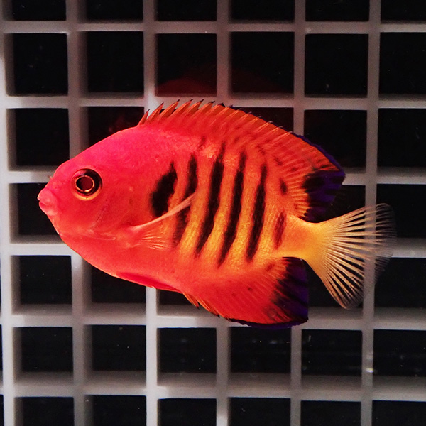 【クリスマス産】フレームエンゼル 6-8cm± ! ヤッコ 海水魚 15時までのご注文で当日発送(t111