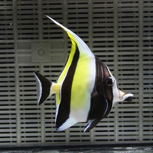 ツノダシ 7-9cm± 1匹 多少ヒレ欠けあり!  海水魚 15時までのご注文で当日発送(t119