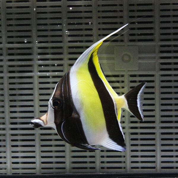 ツノダシ 7-9cm± 1匹 多少ヒレ欠けあり!  海水魚 15時までのご注文で当日発送(t119