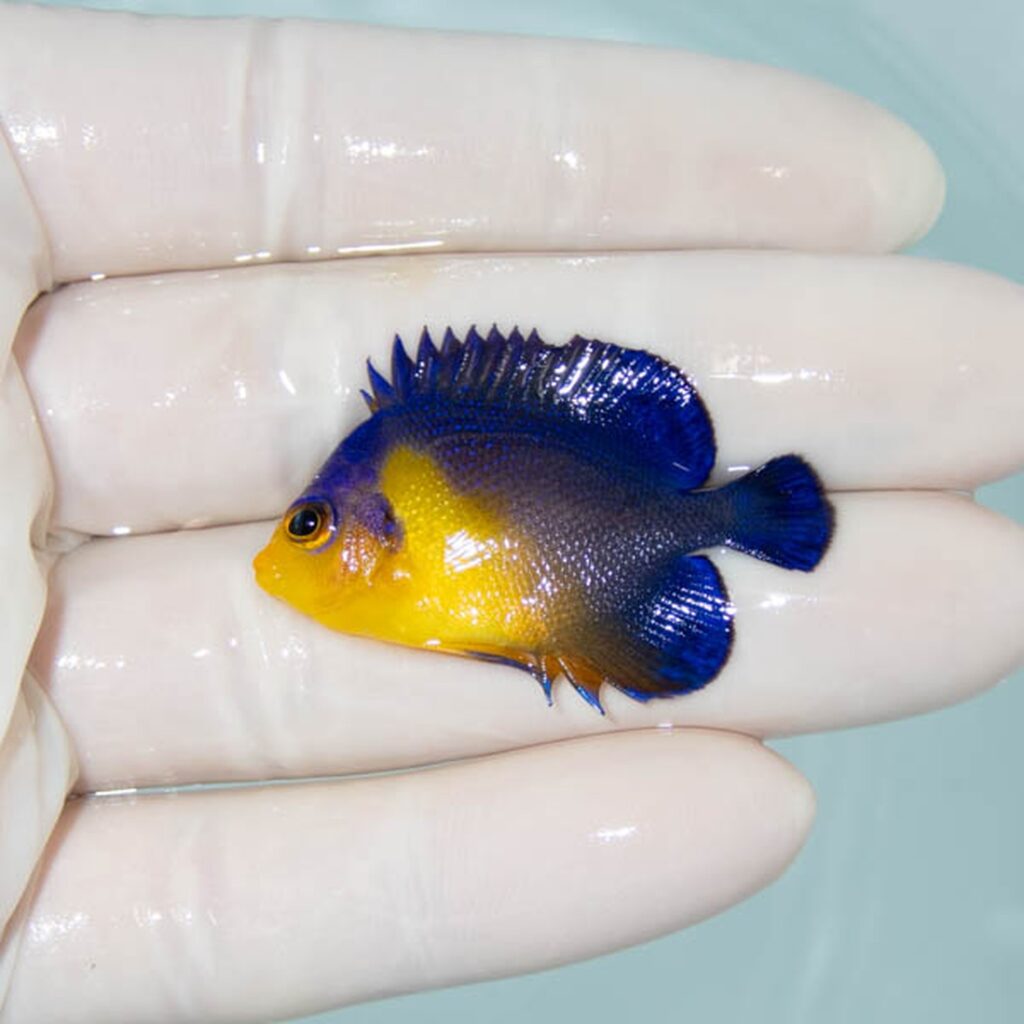 【現物124】スミレヤッコ 4cm±! 海水魚 ヤッコ 15時までのご注文で当日発送