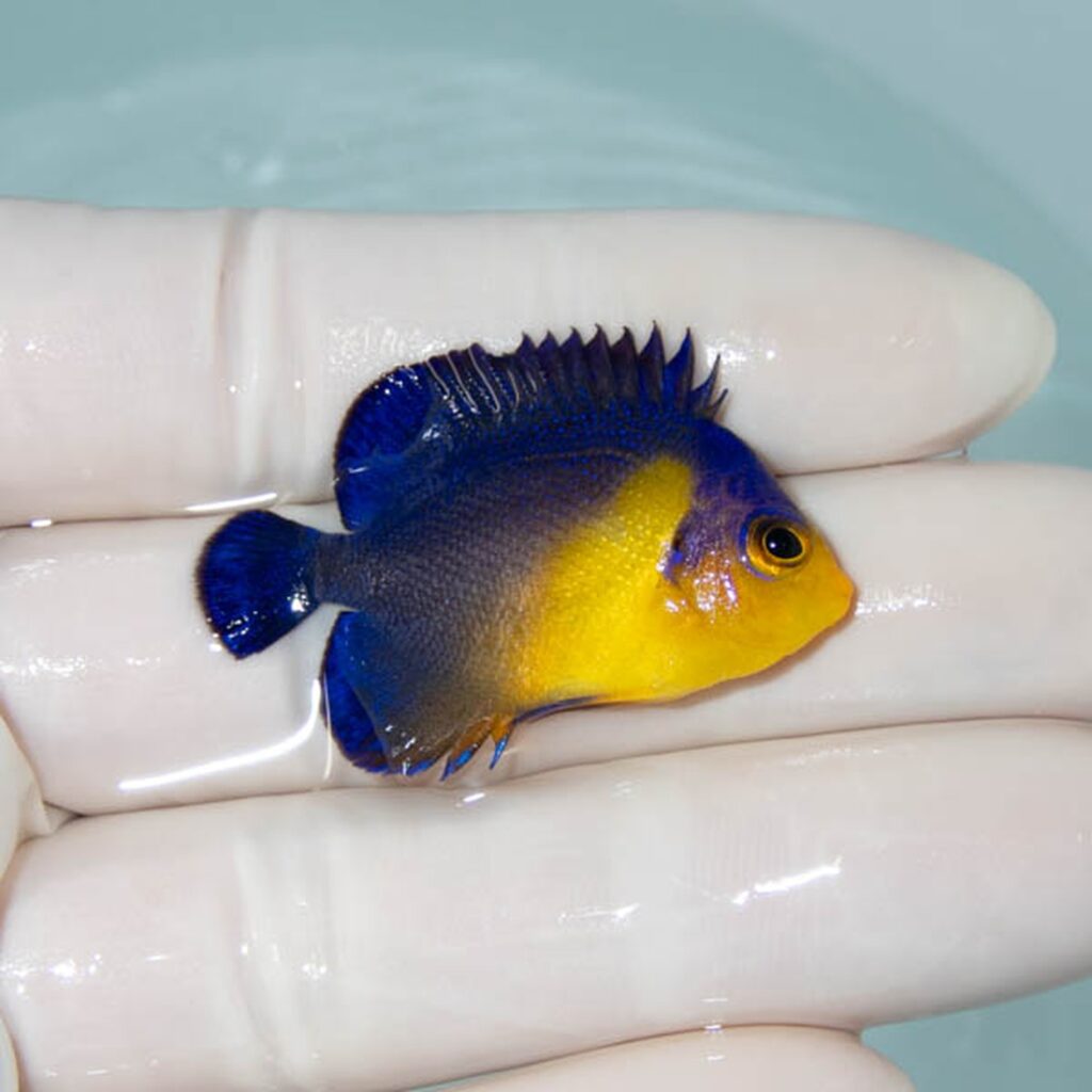 【現物124】スミレヤッコ 4cm±! 海水魚 ヤッコ 15時までのご注文で当日発送