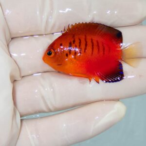 【現物049】ダイダイヤッコ 4.5cm±!海水魚 ヤッコ 15時までのご注文で当日発送(t111(t207