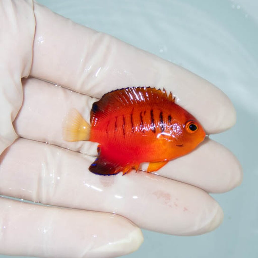 【現物049】ダイダイヤッコ 4.5cm±!海水魚 ヤッコ 15時までのご注文で当日発送(t111(t207