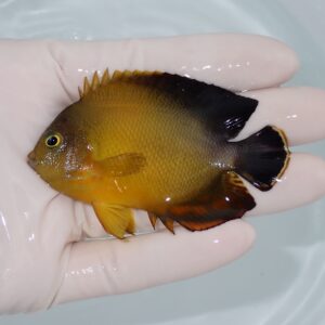 【現物】ヘラルドヤッコ色彩変異 7.5cm±!海水魚 ヤッコ 15時までのご注文で当日発送