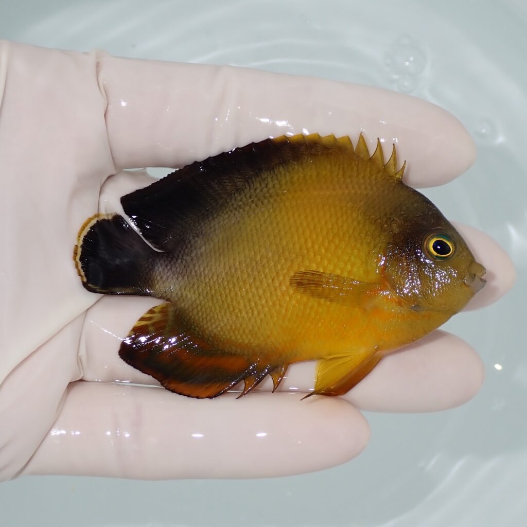 【現物】ヘラルドヤッコ色彩変異 7.5cm±!海水魚 ヤッコ 15時までのご注文で当日発送