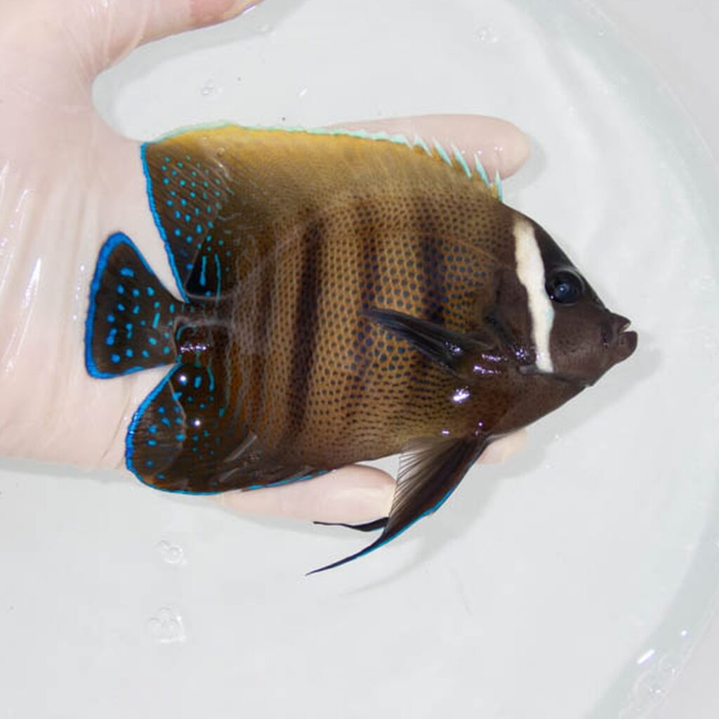 【現物045】ロクセンヤッコ 14cm± ! 海水魚 ヤッコ 15時までのご注文で当日発送(t111(t207