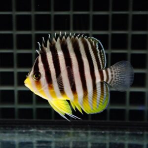 【サンプル画像】 シマヤッコ 5-6cm±! 海水魚 生体 15時までのご注文で当日発送