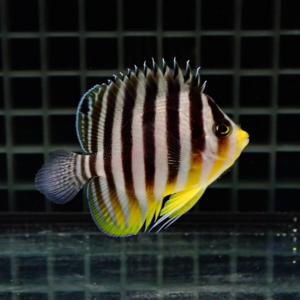 【サンプル画像】 シマヤッコ 5-6cm±! 海水魚 生体 15時までのご注文で当日発送
