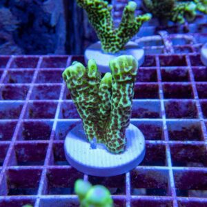 【サンゴ現物166】エダコモンサンゴ フラグ! 15時までのご注文で当日発送【コモンサンゴ】