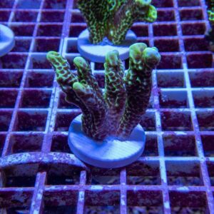 【サンゴ現物171】エダコモンサンゴ フラグ! 15時までのご注文で当日発送【コモンサンゴ】