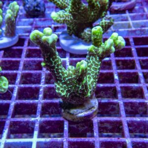 【サンゴ現物175】エダコモンサンゴ フラグ! 15時までのご注文で当日発送【コモンサンゴ】