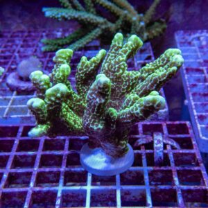 【サンゴ現物178】エダコモンサンゴ フラグ! 15時までのご注文で当日発送【コモンサンゴ】