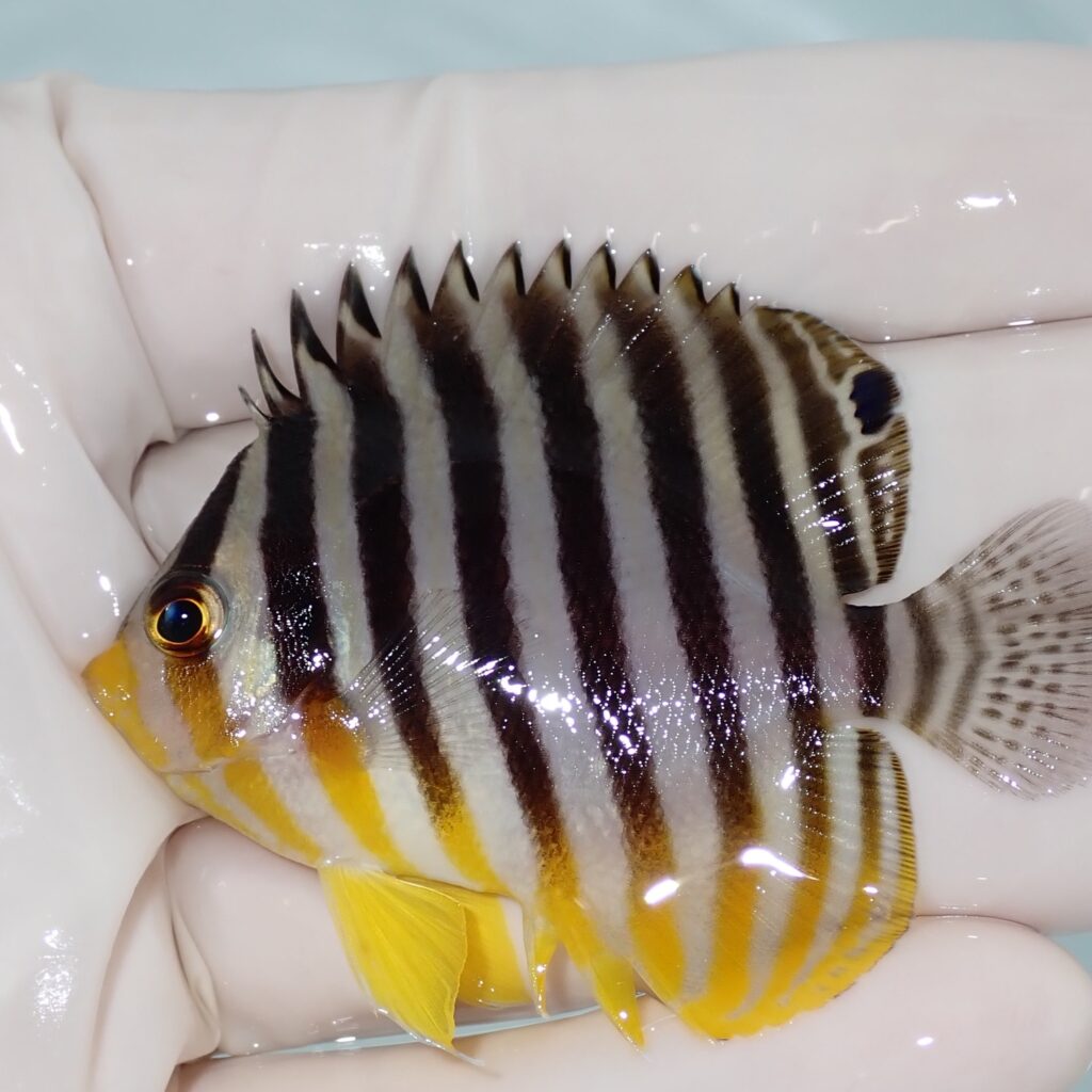 【現物009】シマヤッコ 6cm±! 海水魚 生体 15時までのご注文で当日発送(t111(t207