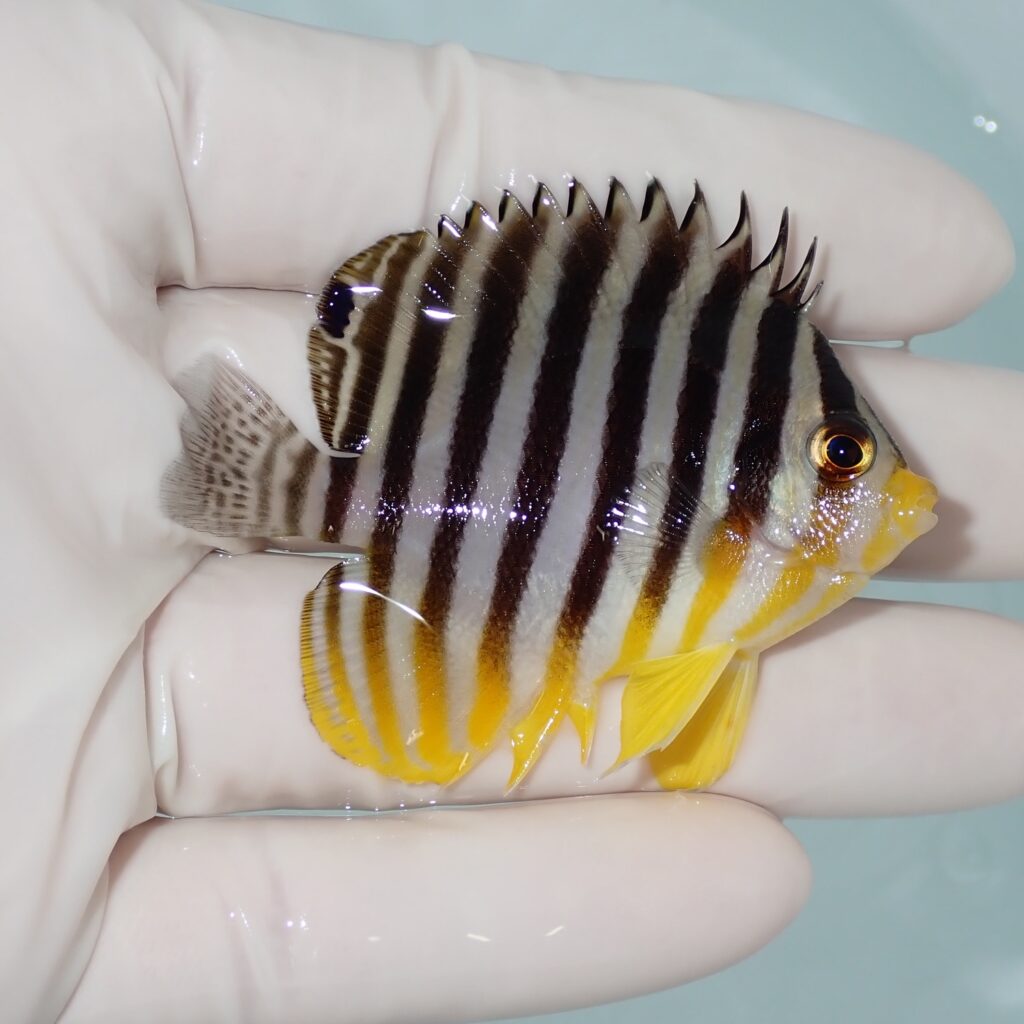 【現物009】シマヤッコ 6cm±! 海水魚 生体 15時までのご注文で当日発送(t111(t207