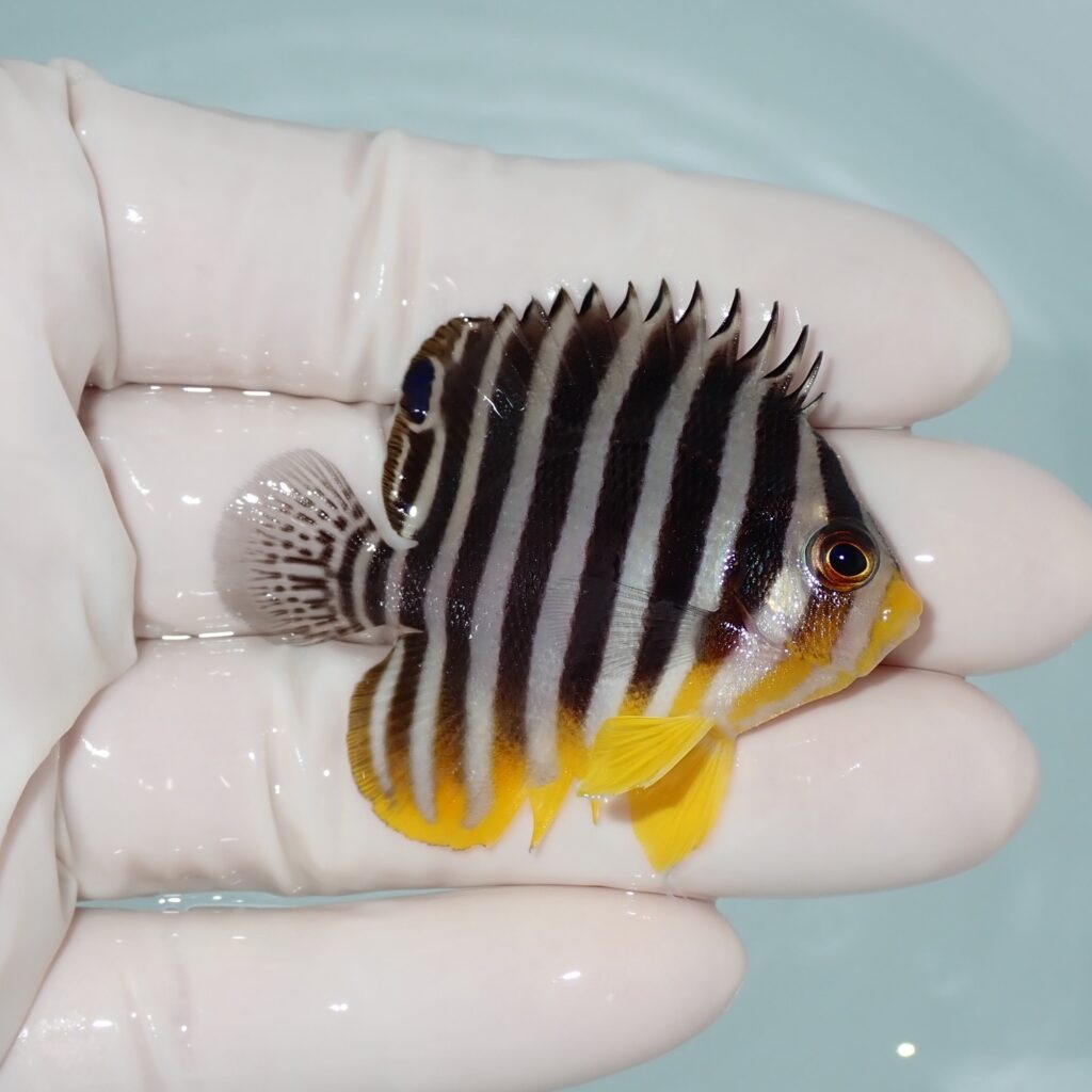 【現物010】シマヤッコ 5.5cm±! 海水魚 生体 15時までのご注文で当日発送(t111(t207