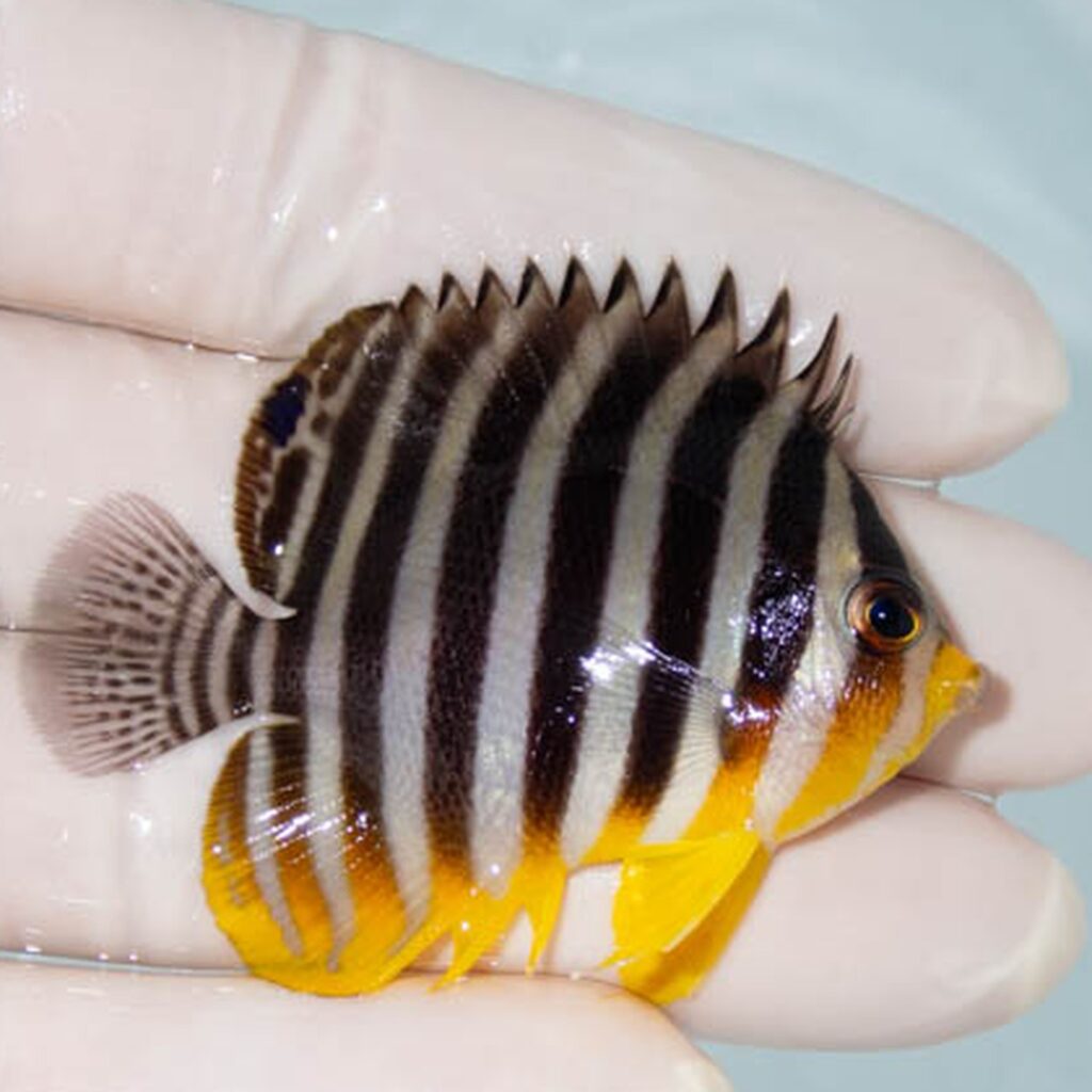 【現物025】シマヤッコ 5.5cm±! 海水魚 生体 15時までのご注文で当日発送(t111(t207