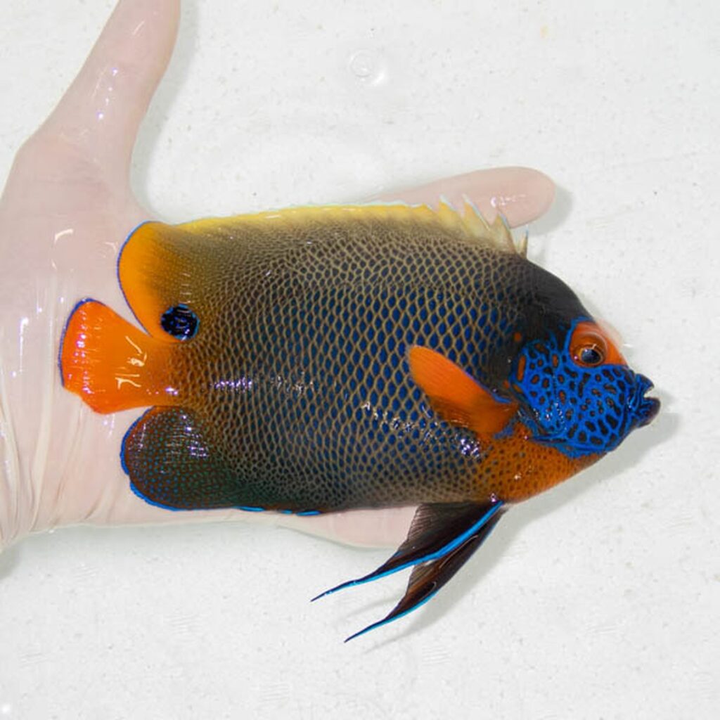 【現物106】アデヤッコ 成魚 16cm±! 海水魚 ヤッコ