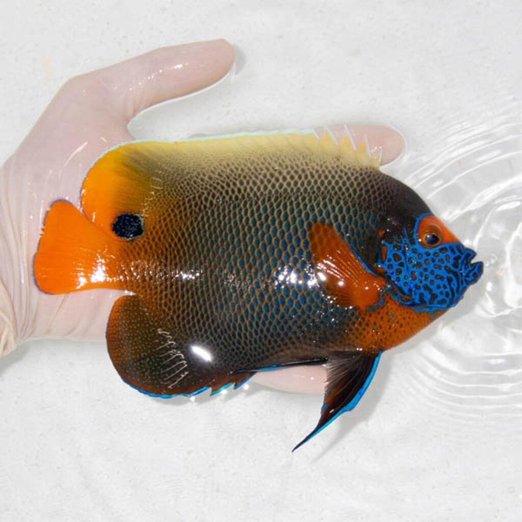 【現物107】アデヤッコ 成魚 18cm±! 海水魚 ヤッコ