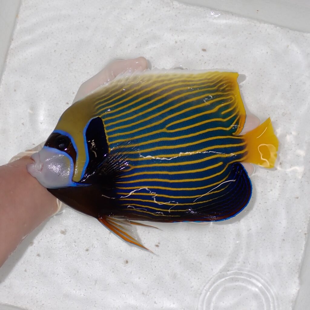 【現物019】タテジマキンチャクダイ 23cm±!海水魚 ヤッコ  15時までのご注文で当日発送
