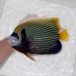 【現物019】タテジマキンチャクダイ 23cm±!海水魚 ヤッコ  15時までのご注文で当日発送