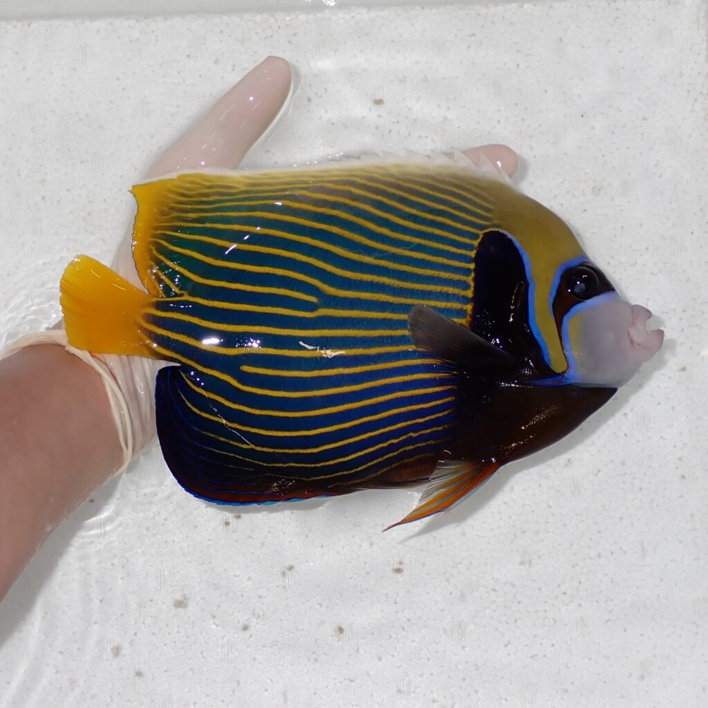 【現物019】タテジマキンチャクダイ 23cm±!海水魚 ヤッコ  15時までのご注文で当日発送