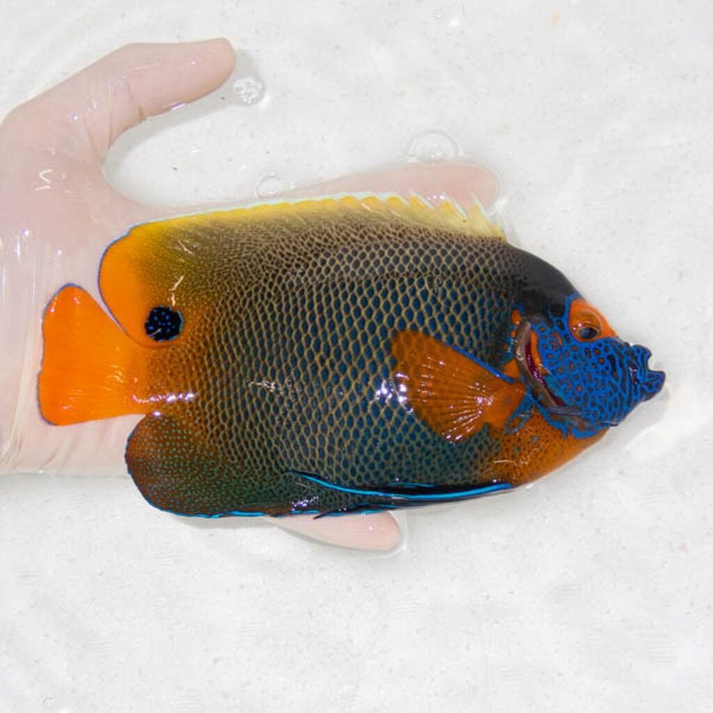 【現物108】アデヤッコ 成魚 18cm±! 海水魚 ヤッコ