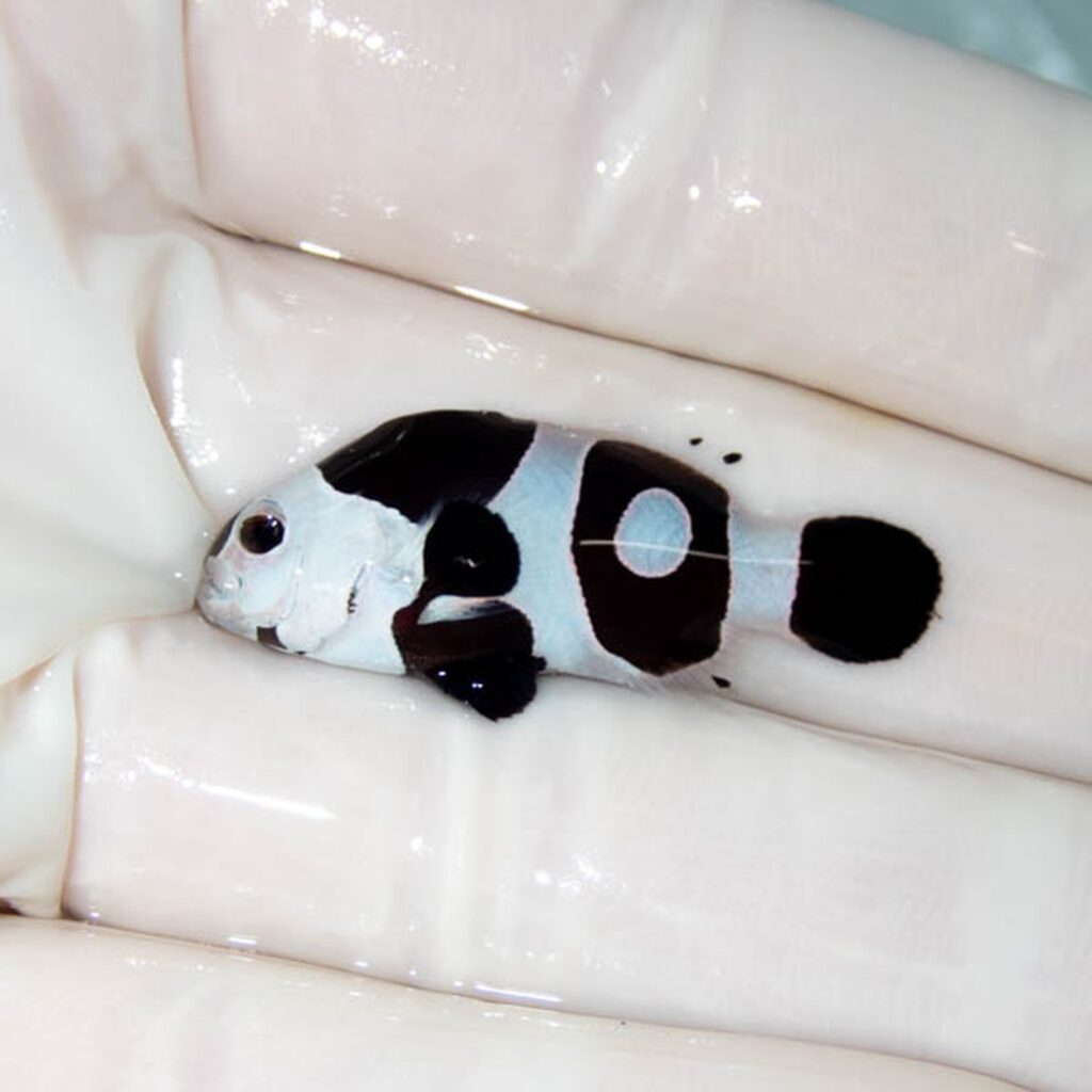 【現物129】ブラックストーム 3.5cm±! 海水魚 クマノミ 餌付け 15時までのご注文で当日発送