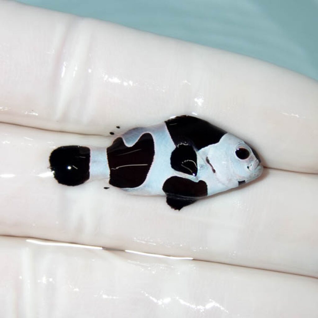 【現物129】ブラックストーム 3.5cm±! 海水魚 クマノミ 餌付け 15時までのご注文で当日発送