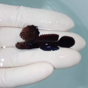 【現物015】ホタテツノハゼ 5cm±  !海水魚 ハゼ 15時までのご注文で当日発送