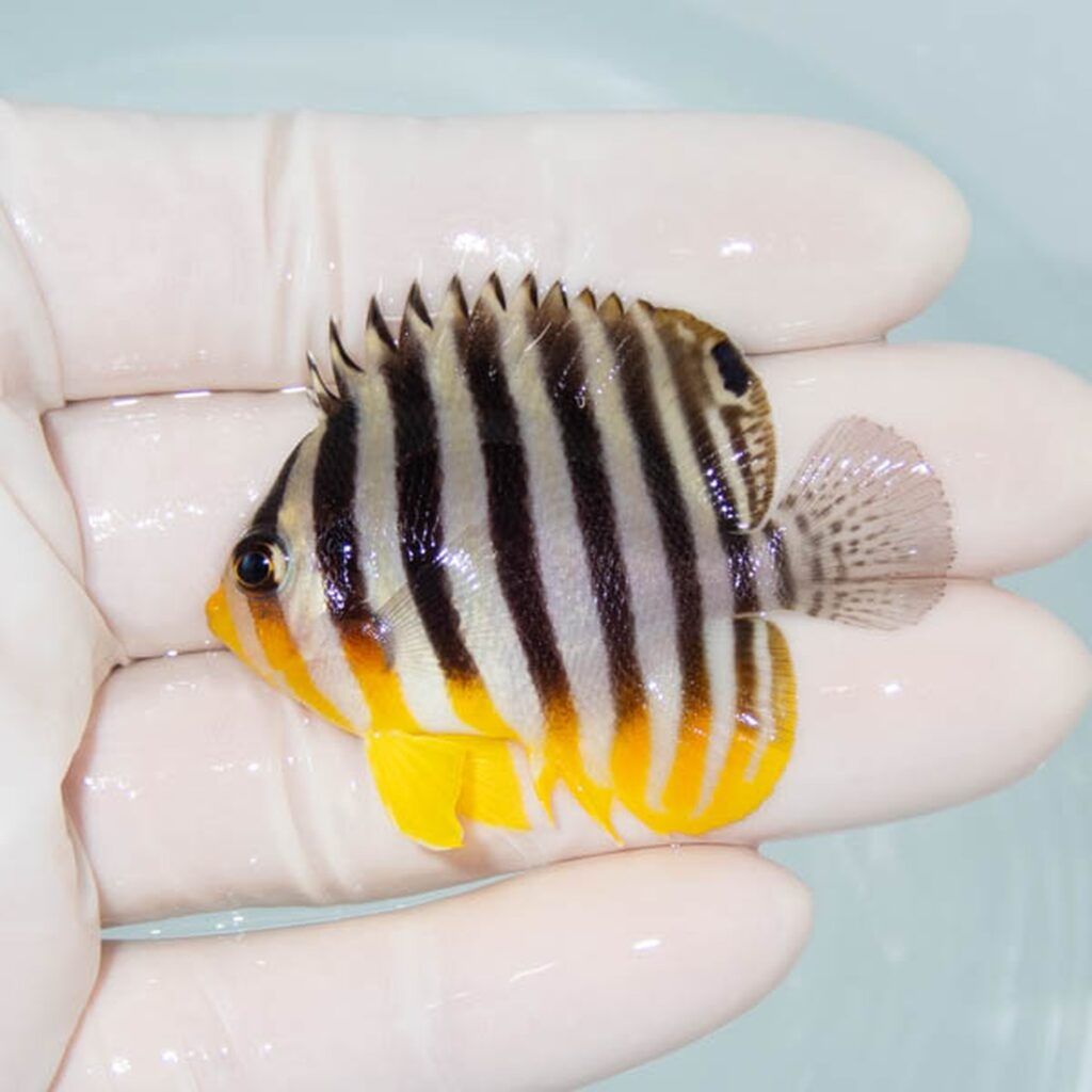 【現物091】シマヤッコ 5.2cm±! 海水魚 生体 15時までのご注文で当日発送