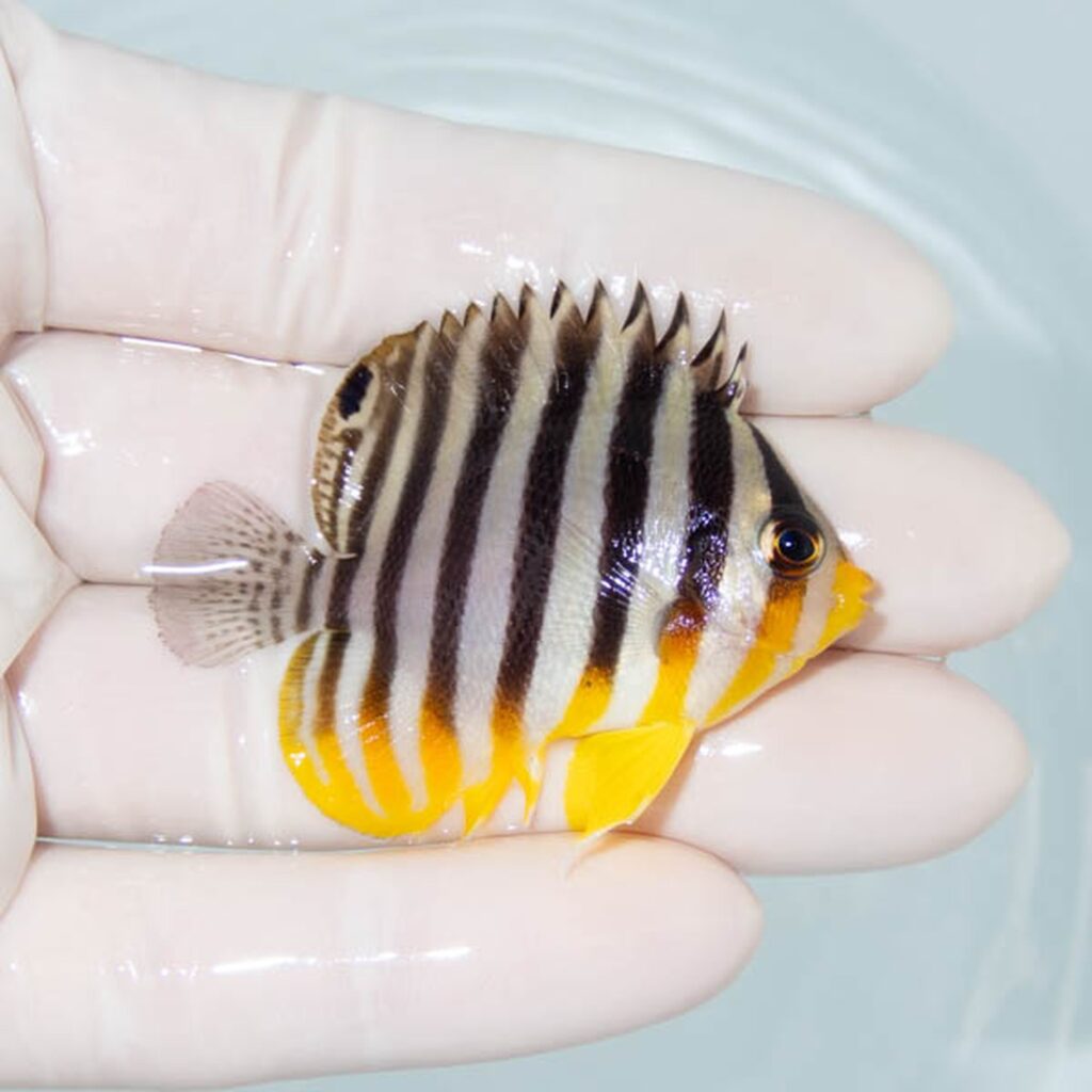 【現物091】シマヤッコ 5.2cm±! 海水魚 生体 15時までのご注文で当日発送